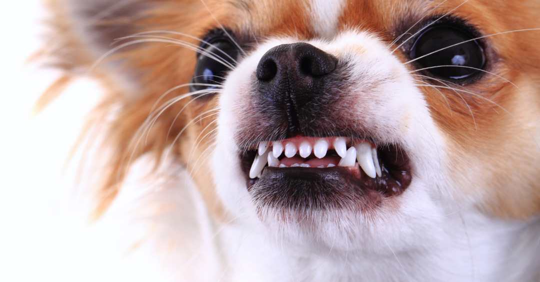 Dog displaying signs of aggression
