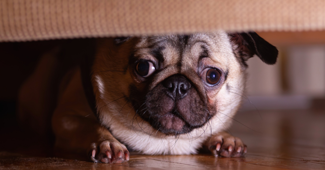 Anxious pug hiding under a couch with wide, worried eyes