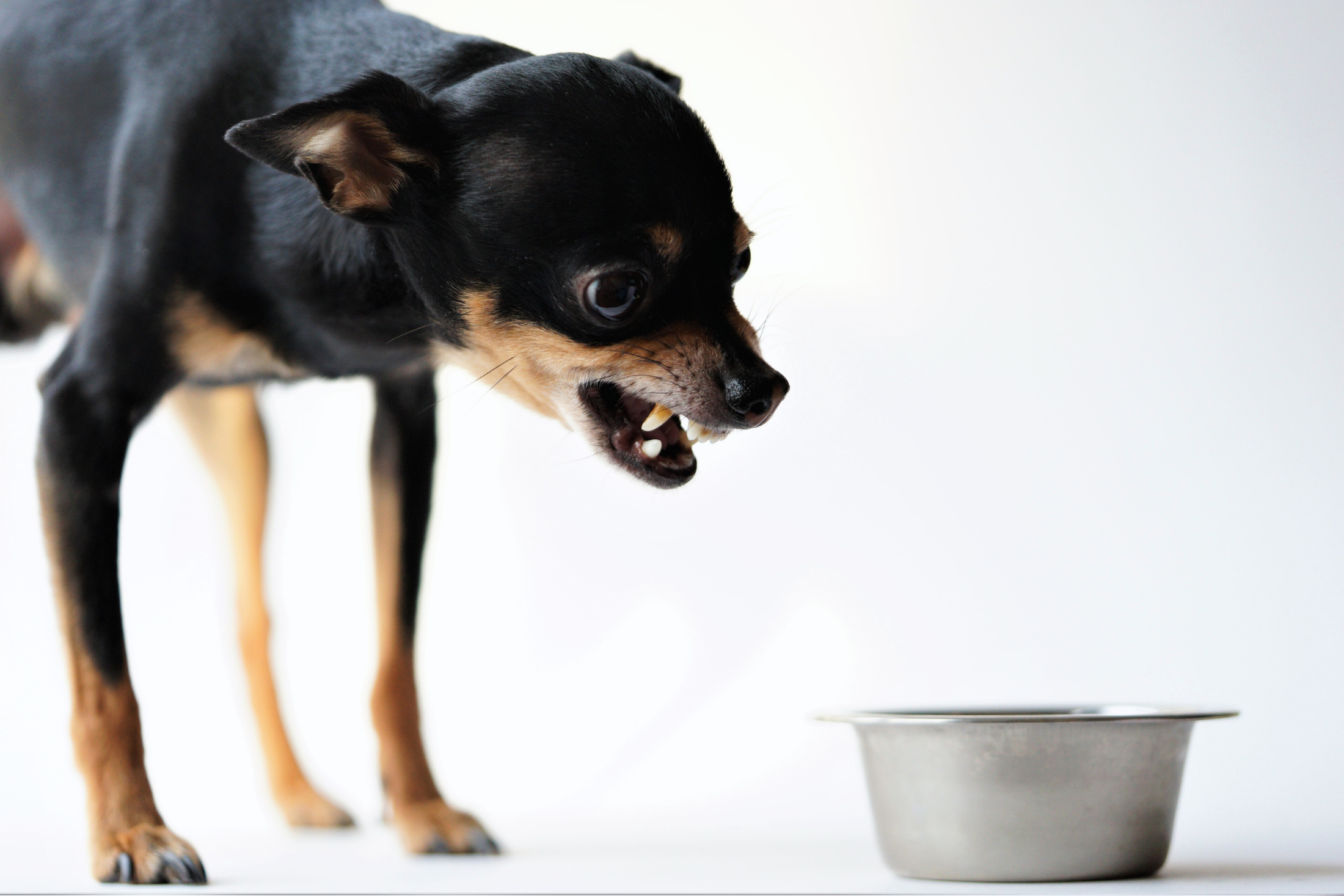 Small black-and-tan dog baring its teeth and growling over a metal food bowl