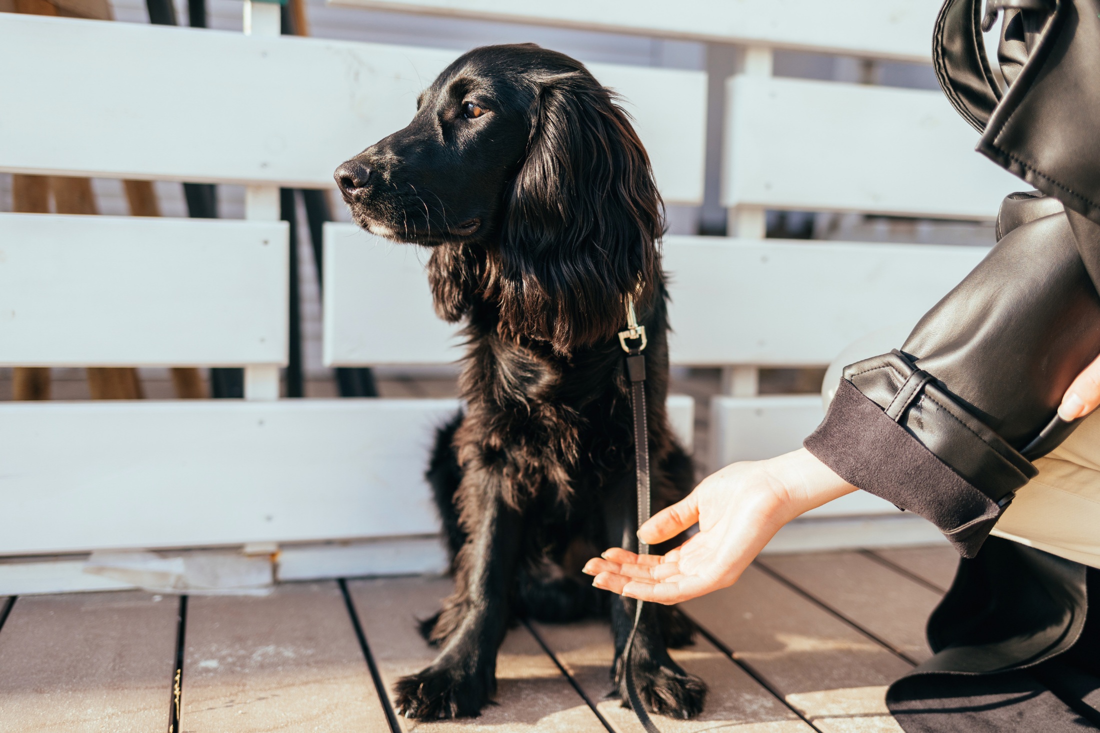 A black long-haired spaniel on a leash sits on a wooden deck and looks away while a person crouches beside it with an open hand extended.