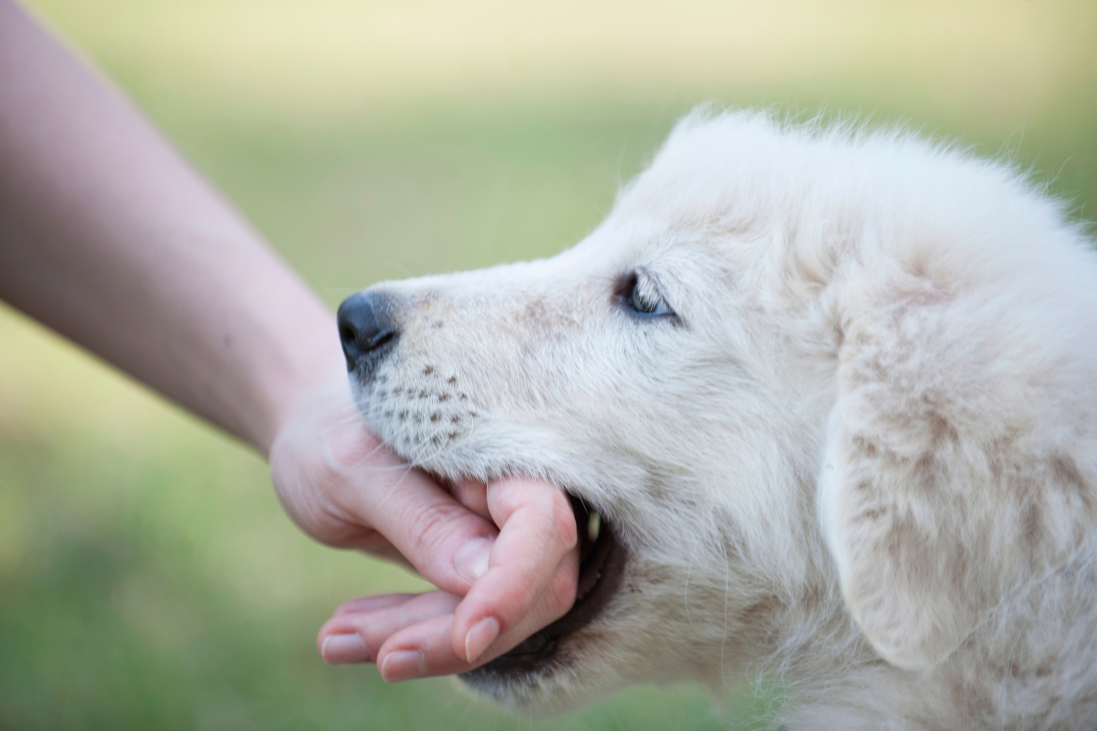 A fluffy white puppy mouths a person's hand outdoors against a soft green background.