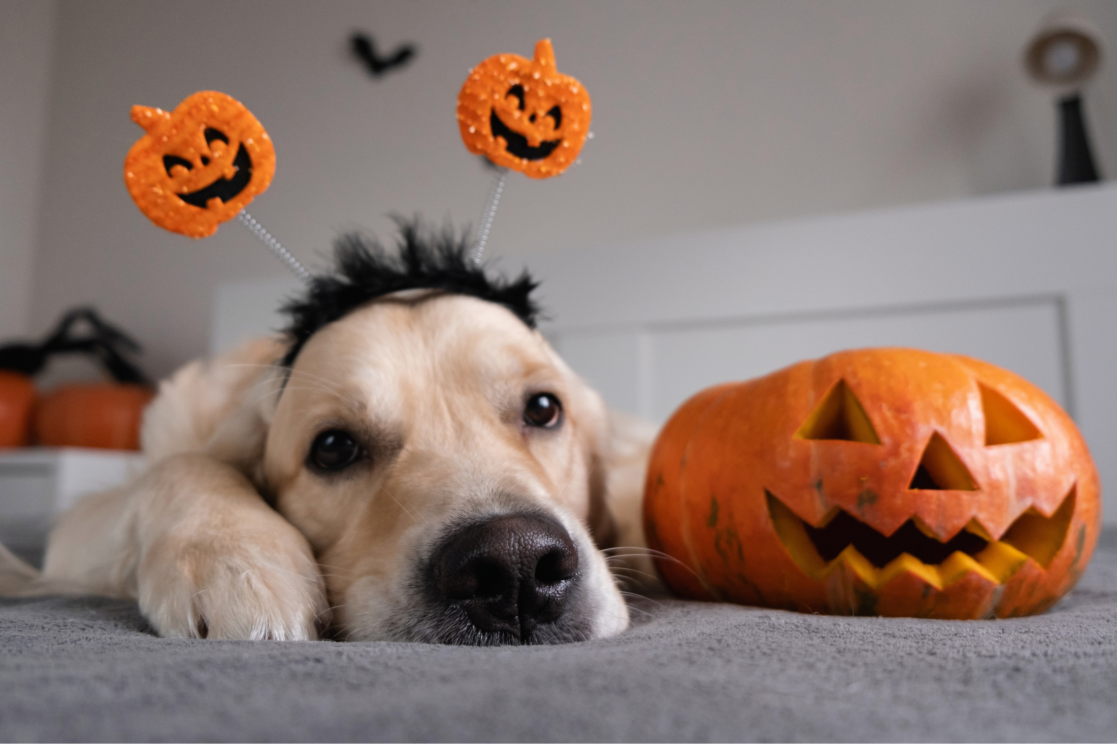 A golden retriever wearing a pumpkin headband rests its head on its paws beside a carved jack-o’-lantern on a gray rug.