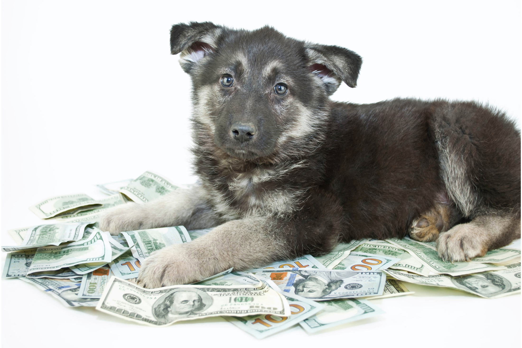 German Shepherd puppy lying on a pile of scattered $100 bills against a white background.